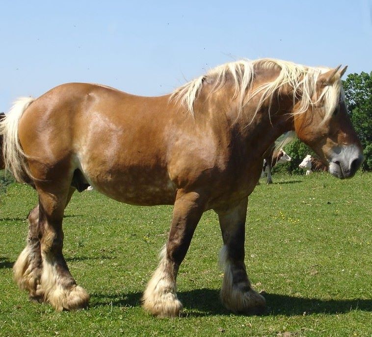 Comtois Horse